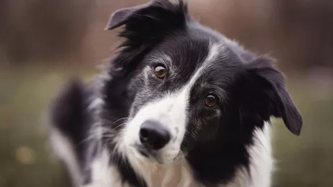 Esta raza de perros supera al border collie en inteligencia, según estudio reciente