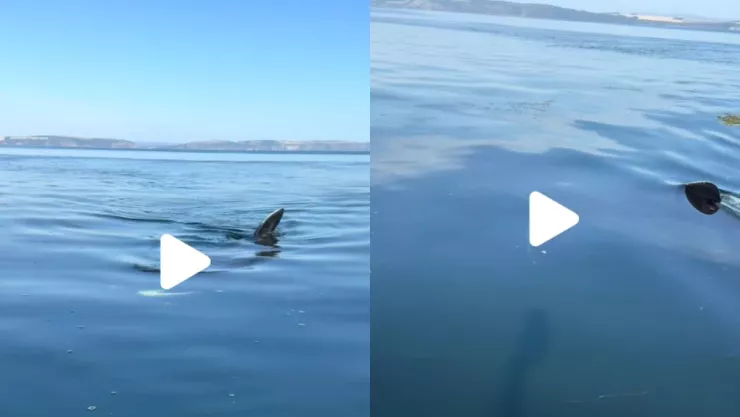 /al-extremo/hombre-enfrenta-tiburon-kayak-video-pb-notas