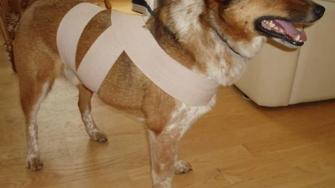 Método Tellington Ttouch para perros por pirotecnia
