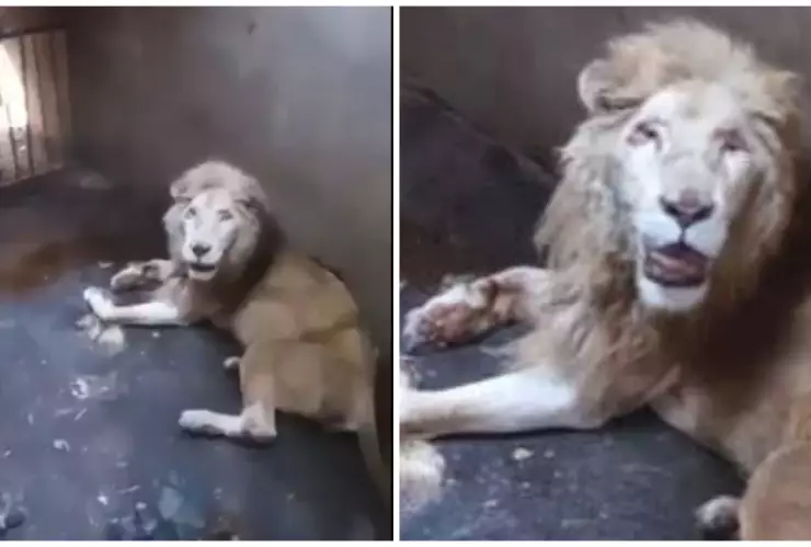 Muere león blanco en zoológico de Culiacán, Sinaloa