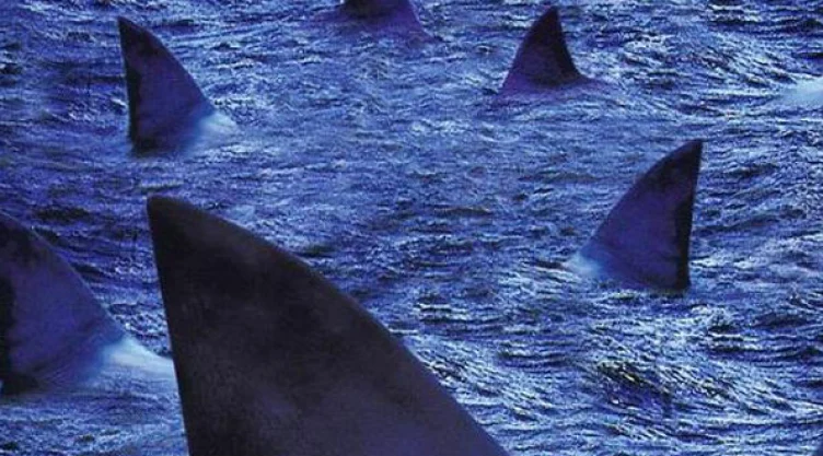 furia de tiburones.