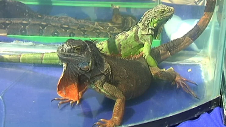 Rescatan 7 reptiles de la via publica