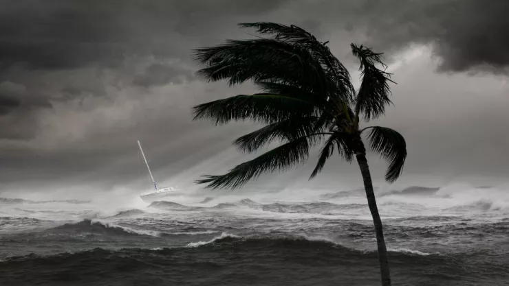 fuertes rachas de viento mueven palmera y mar