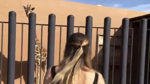 Asociación Salvemos a Benito va por la jirafa mascota de Nirvana Hank