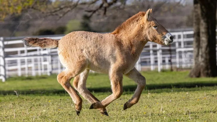 Nace el segundo caballo de Przewalski clonado en el mundo
