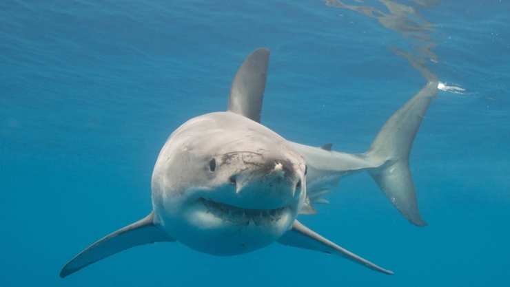 un ejemplar de tiburón blanco nadando por las aguas.