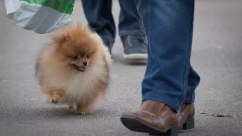 Crufts 2017 - Day Two