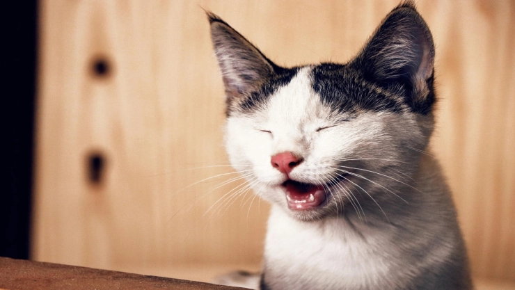 Gatito viaja por error cientos de kilómetros en servicio de paquetería: ¿Dónde y cómo sucedió?