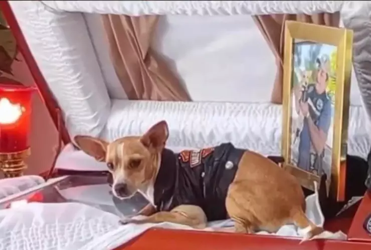 Video-Chihuahua-conmueve-al-mundo-tras-la-muerte-de-su-dueño