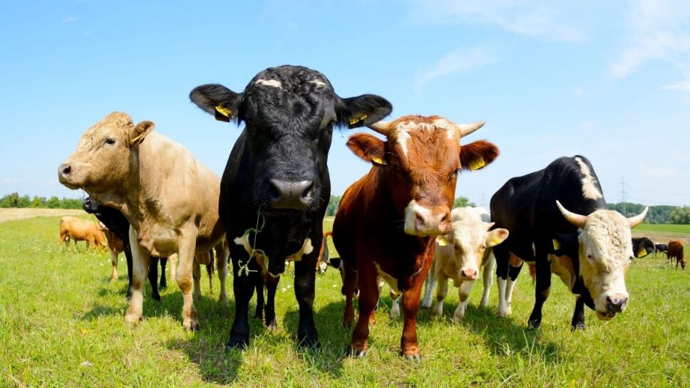Vacas, letrinas, contaminación, amoniaco b.jpg