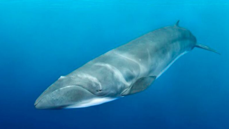 Ballena franca pigmea