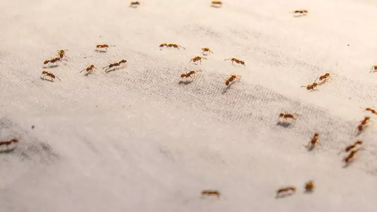 Truco para eliminar a las hormigas de tu casa para siempre