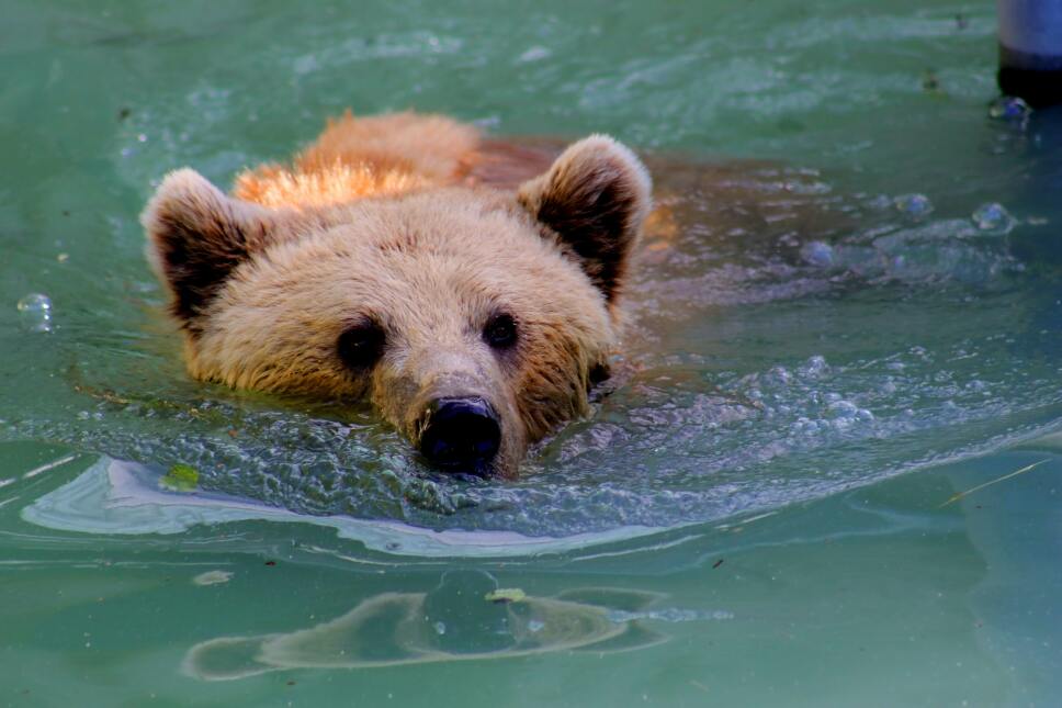 osa grizzly mujer cárcel
