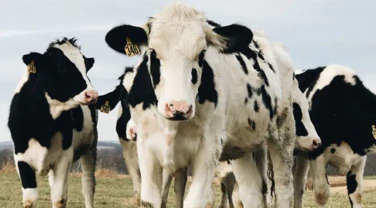 Vaca ataca a hombre que torturaba a un perro. (VIDEO)