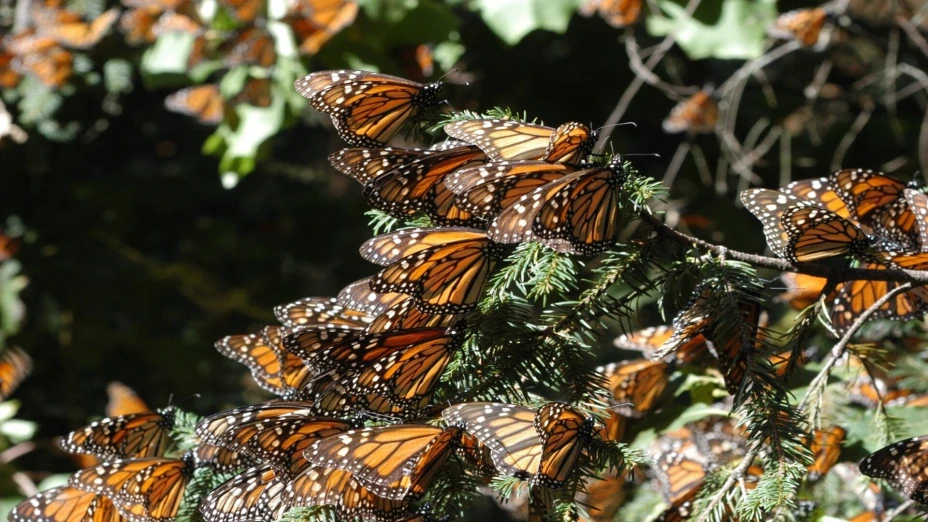Mariposa Monarca.jpg