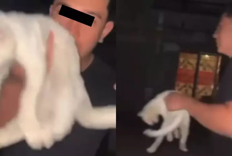 VIDEO | ¡Fuertes imágenes! Hombre arroja brutalmente a un gato y se vuelve viral en Nuevo León