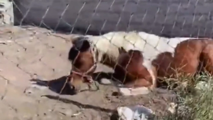 caballo puebla abandonado