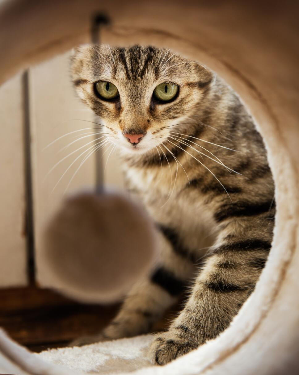 gatos