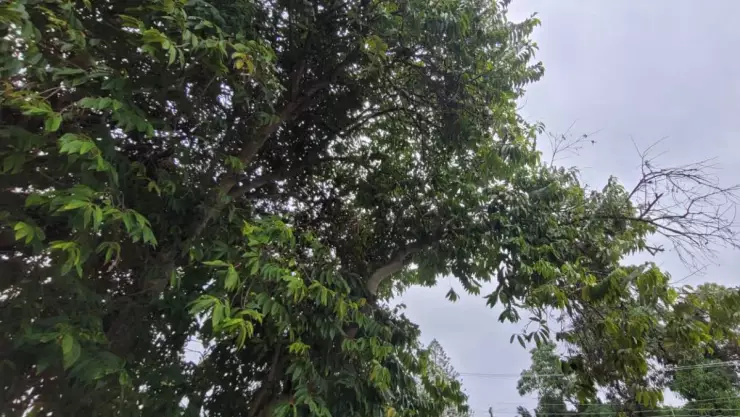 Alerta Protección Civil por entrada del frente frío 32 a Yucatán ¡Habrá fuertes vientos!