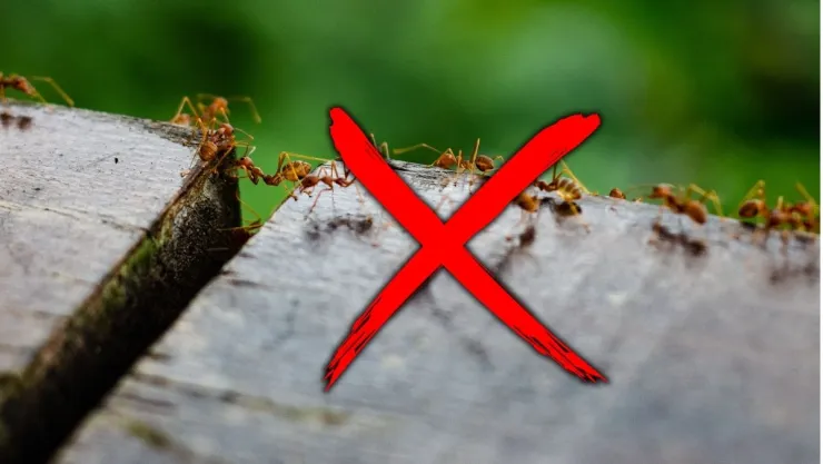 Cómo eliminar las hormigas de tu jardín con estos 5 remedios caseros