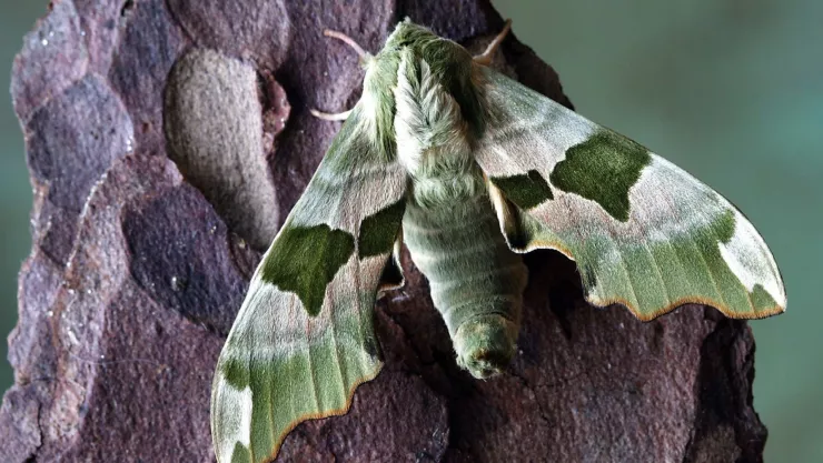 ¿Cómo eliminar las polillas de tu casa?