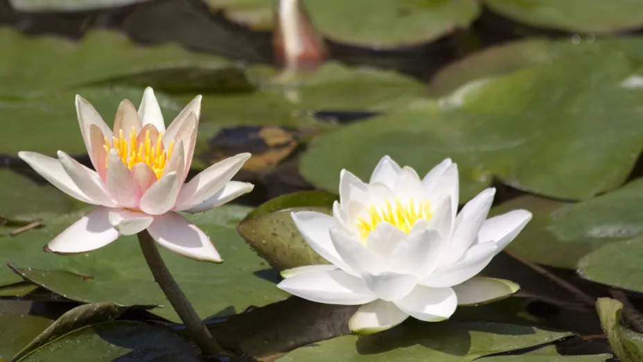 Lirio Acuático Invasor.