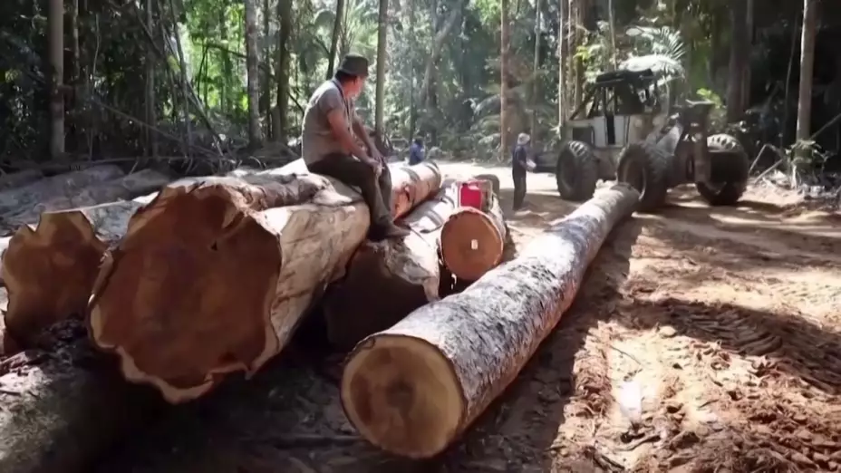 Deforestación devora bosques en Brasil; aumenta 80%.