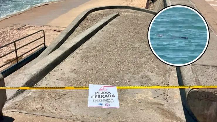 Cocodrilo en Mazatlán