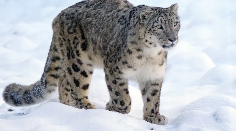 Captan raro leopardo de las nieves en Kazajistán