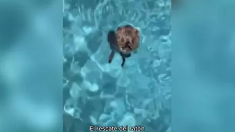 Thalía rescata ratoncito