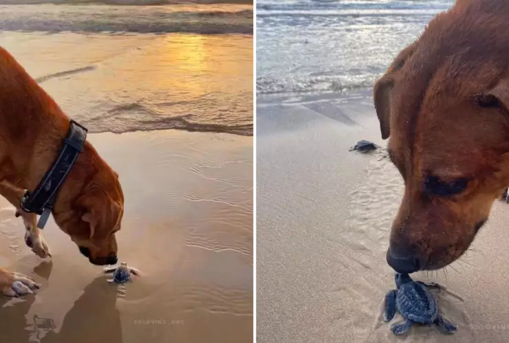 solovino_tortugas_marinas_playa_miramar