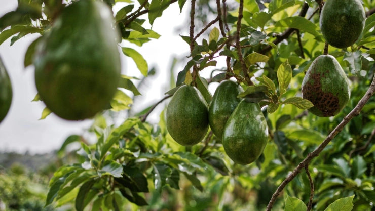El aguacate mexicano será clave en el Super Bowl 2025. Conoce cuántas toneladas se exportan