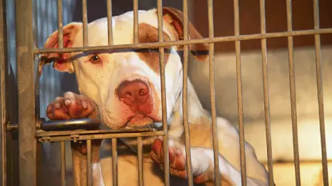 Pitbull ataca a niña en Ecuador