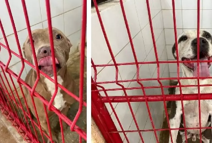 Sacrificarán a dos Pitbull tras feroz ataque en Cozumel a otra perrita; suponen ser un peligro.jpg