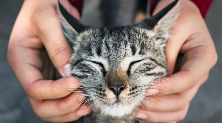 /mascotas/veterinarios-persona-favorita-gatos