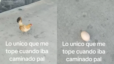Captan a gallina poniendo un huevo en pleno Centro de Culiacán, Sinaloa. .jpg