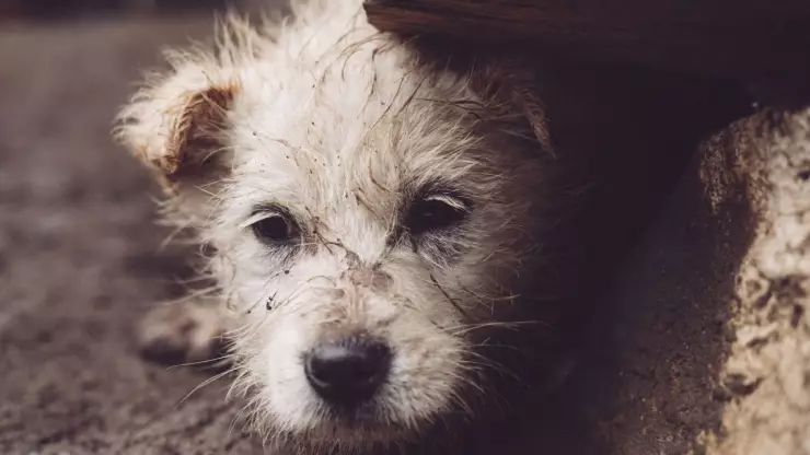 Indignación en redes: detienen a hombre acusado de maltrato animal en La Paz, Bolivia
