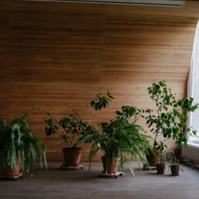 Plantas que absorben la humedad de casa y ayudan a prevenir el moho