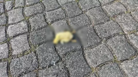 pato atropellado xalapa.