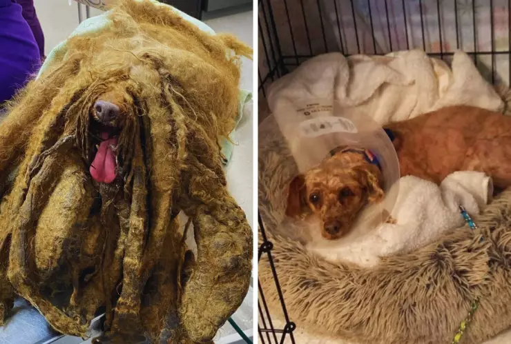 Conoce la triste historia de Pierre, el perro cubierto por 3 kilos de pelo.