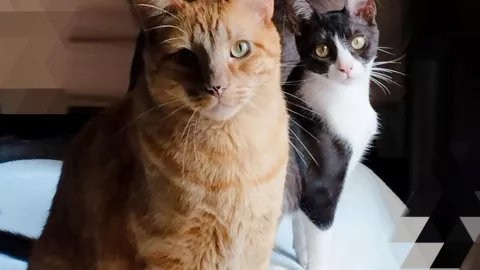 Gatitos de nuestra colaboradora Claudia F.