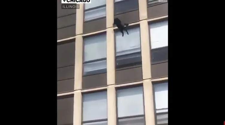 gato-incendio.jpg