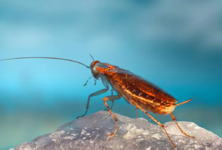 puedes nombrar a una cucaracha como a tu ex