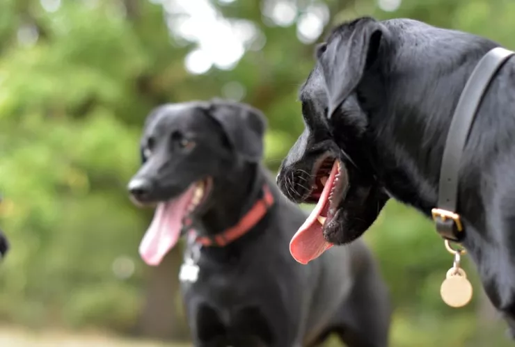 /especiales-azteca/por-que-tu-perro-lame-todo-el-tiempo-pb-notas
