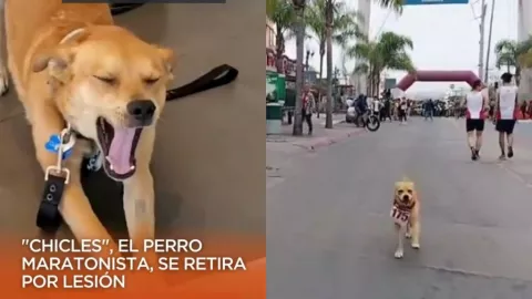 El chicles perro