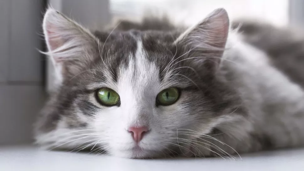 gatos, peligro de extinción, especies a.jpg