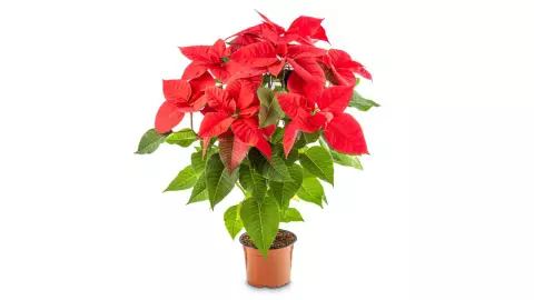 cómo cuidar una nochebuena