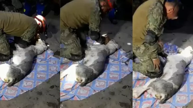 Intentan revivir a perrito salvado de cerro del Chiquihuite pero muere