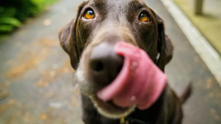 La manera en la que los perros logran detectar la infidelidad de los humanos