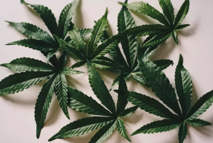 Alemania busca legalizar la marihuana